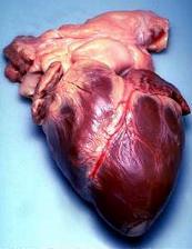 بحث رائع: قلوب يعقلون بها