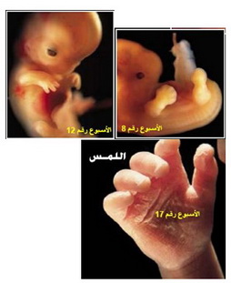 هل تعمل الحواس الخمس عند الجنين