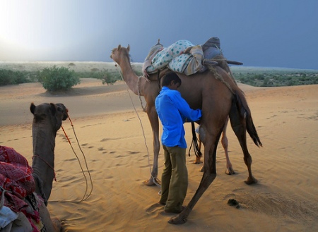 التداوي بألبــــان الإبـــــل وأبوالهــــا