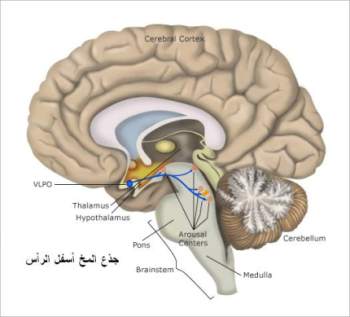 قافية الرأس مركز النوم واليقظة