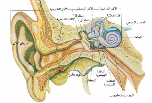 معجزة الأذن