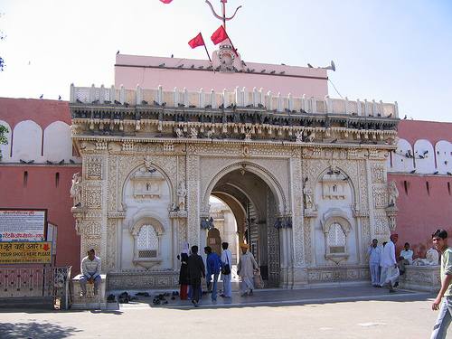 وَمَن يُشْرِكْ بالله فَكَأَنَّمَا خَرَّ مِنَ السماء ـ عبادة الجرذان في الهند