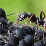 ant-3532281_1280