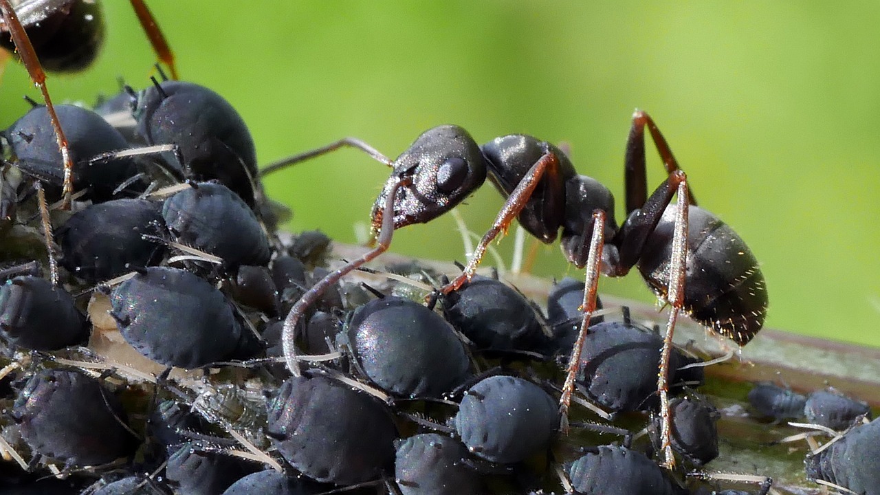 ant-3532281_1280