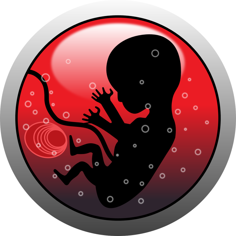embryo-159691_1280