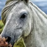 horse-58375_1280