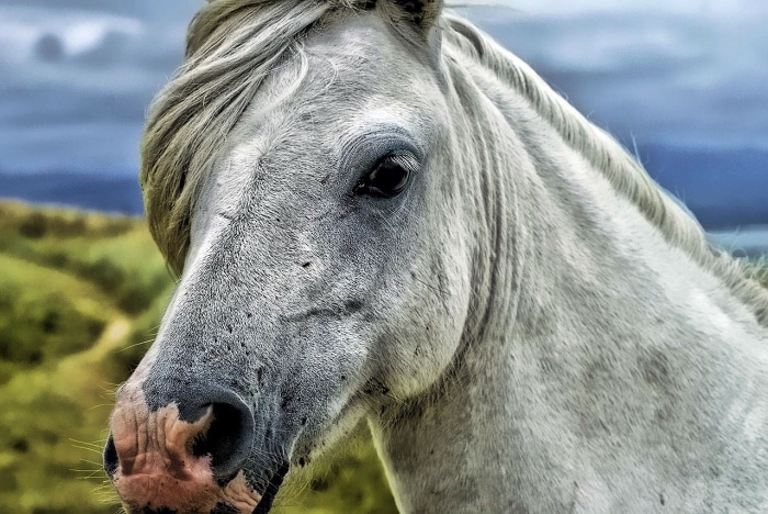 horse-58375_1280