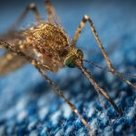 mosquito-3743404_1280