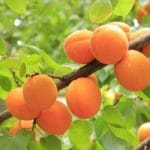 apricots-gf5a750a11_1280
