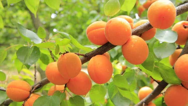 apricots-gf5a750a11_1280