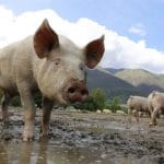 pig-752557_1280