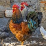 rooster-g238fecf5d_1280