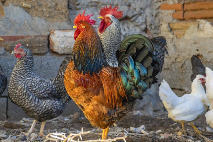 rooster-g238fecf5d_1280