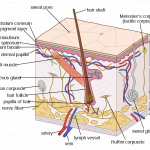 1024px-Human_skin_structure.svg