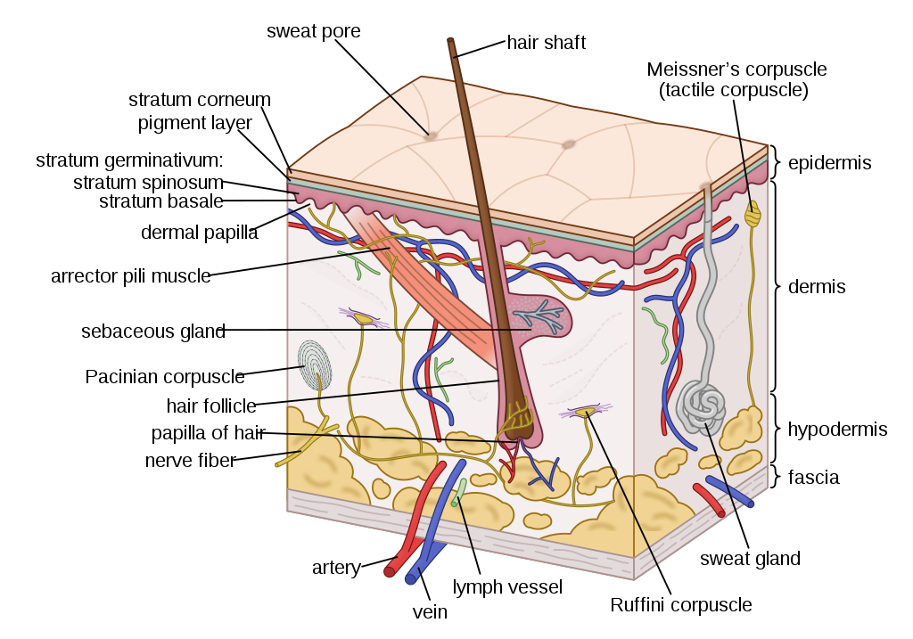 1024px-Human_skin_structure.svg