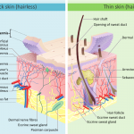 800px-Skin_layers.svg
