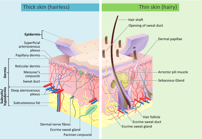 800px-Skin_layers.svg