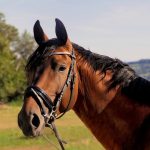 horse-3114412_1280