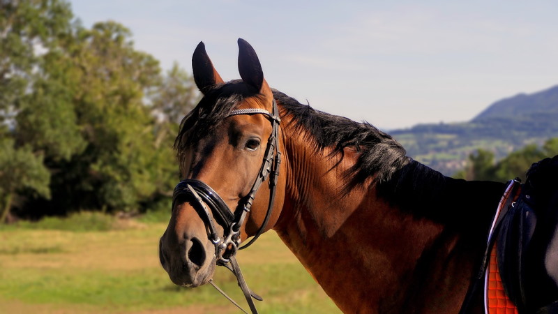 horse-3114412_1280