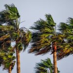 tree-3209667_1280