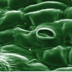 800px-Tomato_leaf_stomate_1-color
