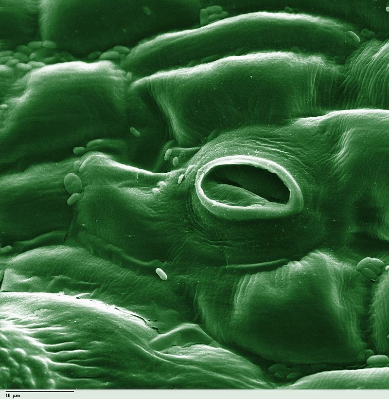 800px-Tomato_leaf_stomate_1-color