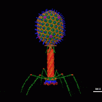 T4_Bacteriophage