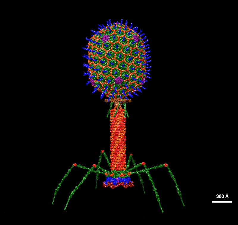 T4_Bacteriophage