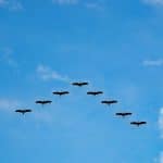 birds-216827_1280