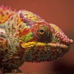 chameleon-gaed3a1b8a_1280
