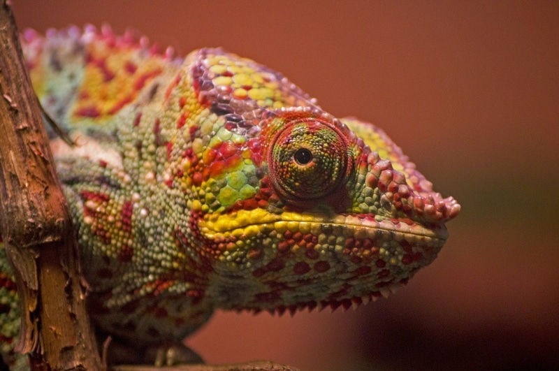 chameleon-gaed3a1b8a_1280