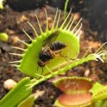 800px-Dionaea,_muscoid_fly