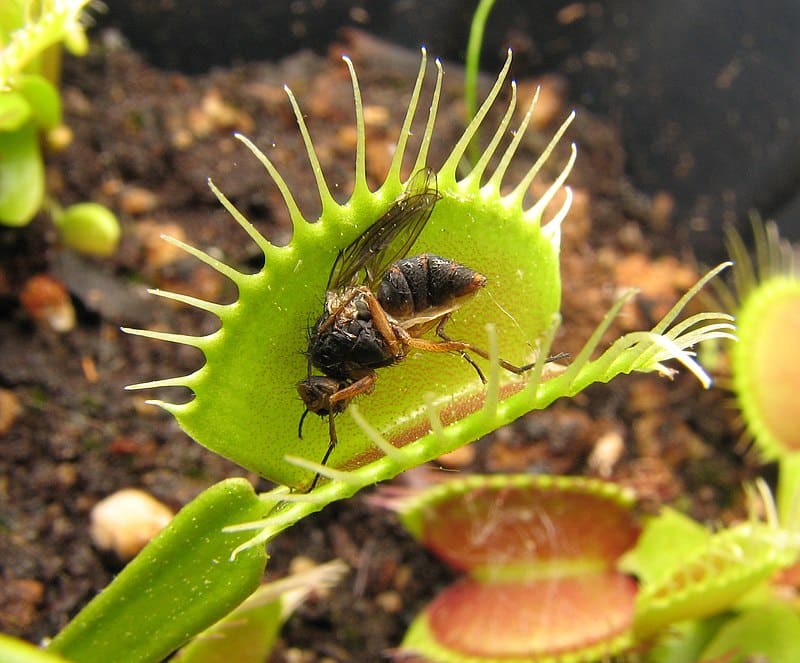 800px-Dionaea,_muscoid_fly