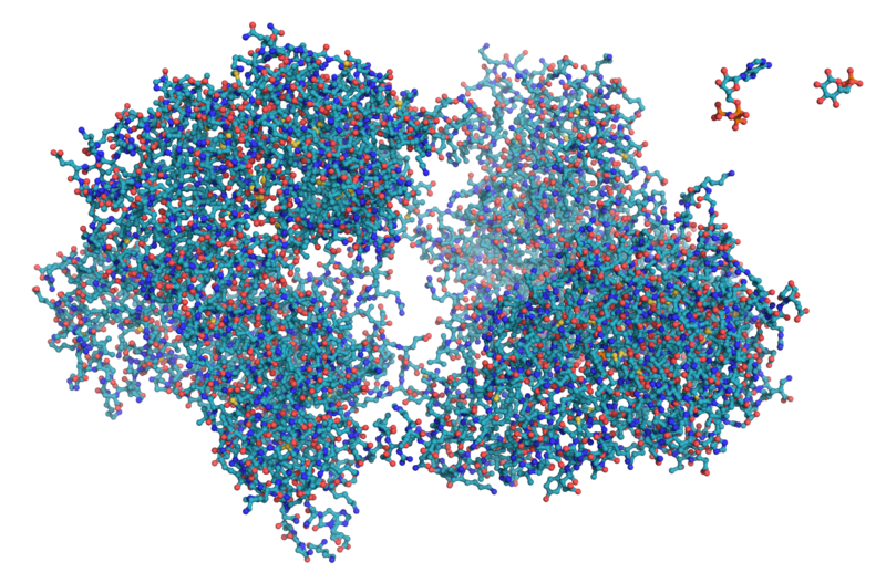 800px-Hexokinase_ball_and_stick_model,_with_substrates_to_scale_copy