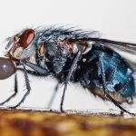 Bubbling_Fly