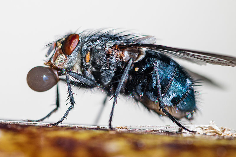 Bubbling_Fly