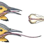 Flicker-Tongue-660×403