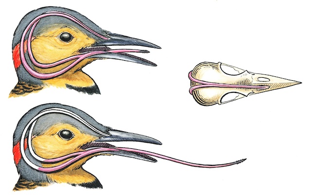 Flicker-Tongue-660×403