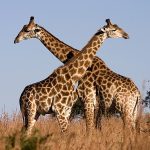 Giraffe_Ithala_KZN_South_Africa_Luca_Galuzzi_2004