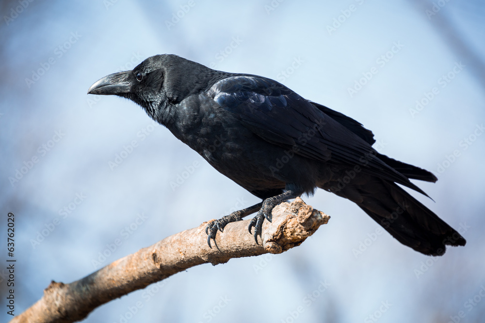 1000_F_63762029_bxwxvpYsaNw6WRgzCkpkwVzakTjGlm6D