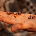 Honey_Ants_(7344580116)