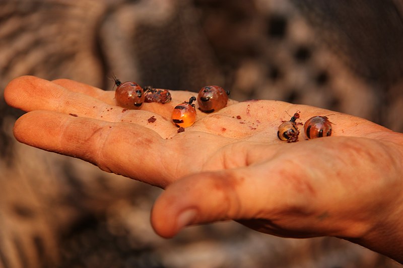 Honey_Ants_(7344580116)