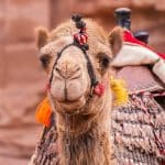 camel-4987056_1280