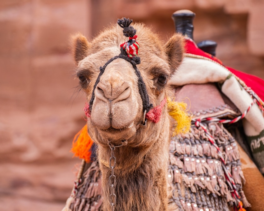 camel-4987056_1280