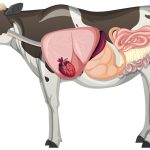 Internal anatomy of cow with organs
