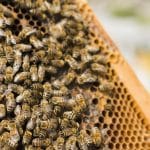 honeycomb-with-bees (1)