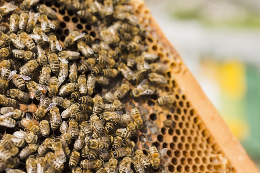 honeycomb-with-bees (1)