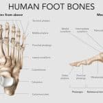 2012.i305.016.realistic_foot_bones_anatomy