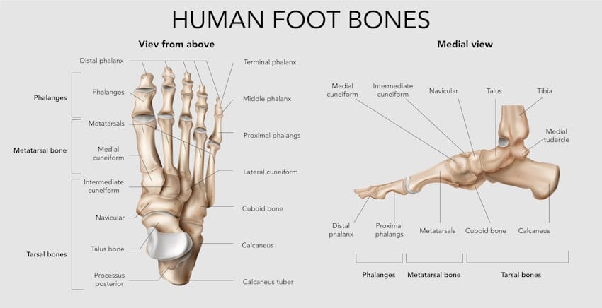 2012.i305.016.realistic_foot_bones_anatomy