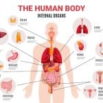 Human Internal Organs Infographic Poster